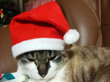 愛猫
