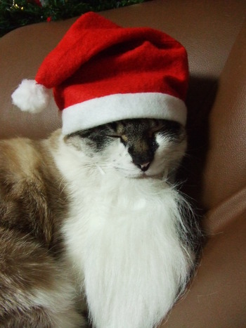 愛猫