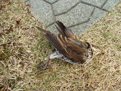 スカイツリー