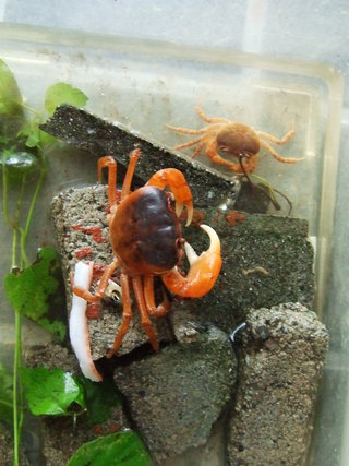 沢がに