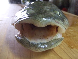 釣果
