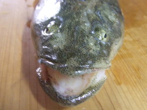 釣果