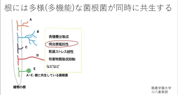 cross-kingdom communication