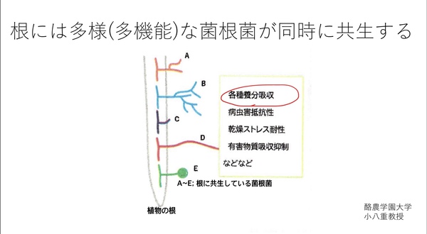cross-kingdom communication