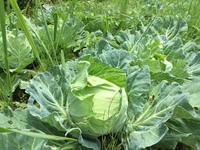 6月に、静岡県で、農薬無し、防虫ネット無し、でキャベツを作るチャレンジ。 2020/05/27 12:36:47