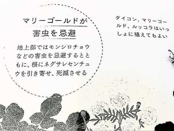 マリーゴールドに　似てる・・