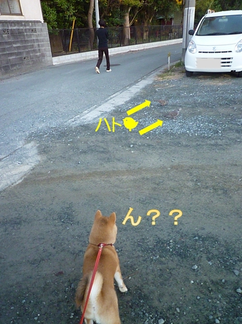 お散歩
