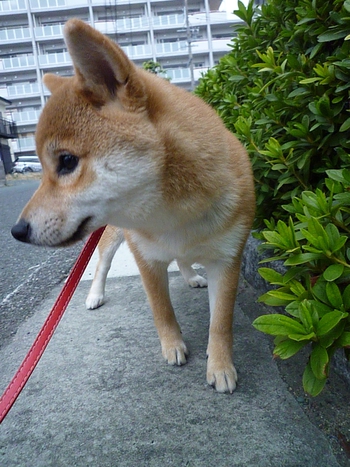 お散歩