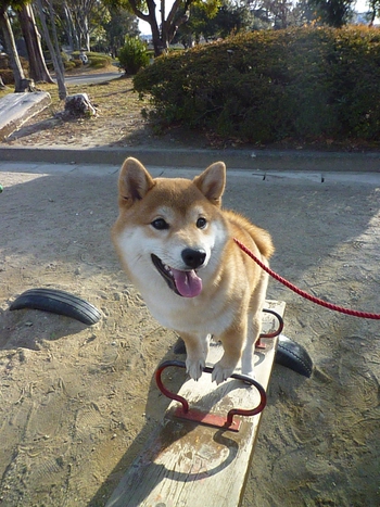 シーソーで遊ぶ