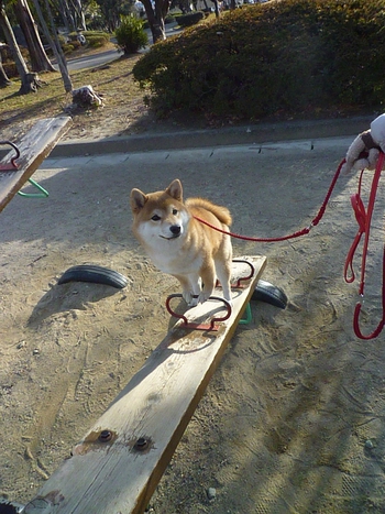 シーソーで遊ぶ
