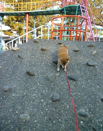 猿山に登って