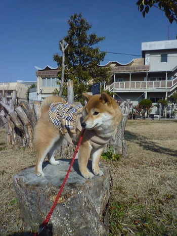 きりかぶ