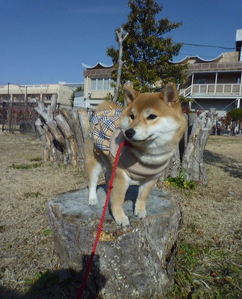 きりかぶ