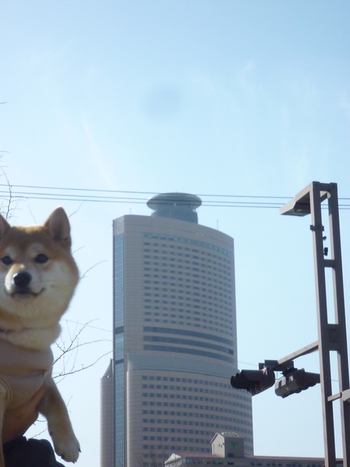 きりかぶ
