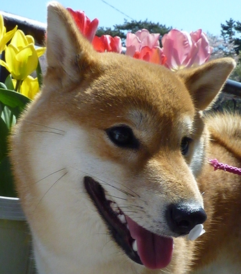桜の花びらが　モモに♪