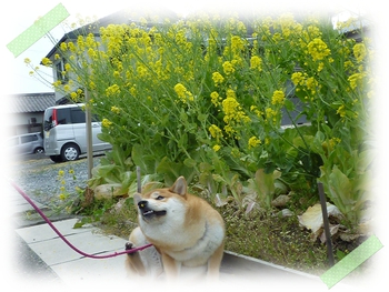 菜の花