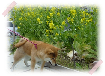 菜の花