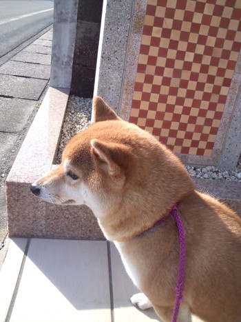 風邪ひかないのかな