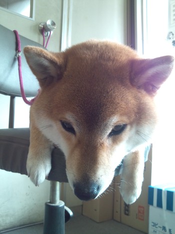 勤めている会社に連れてきてくれたよ♡