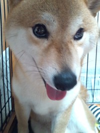 ごほうびは(=´ｴ ｀= )))こっち？