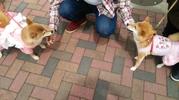 Wonderful Style DOG PHOTO FES.in浜松
