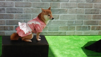 Wonderful Style DOG PHOTO FES.in浜松