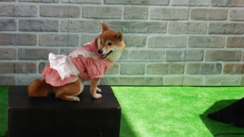 Wonderful Style DOG PHOTO FES.in浜松