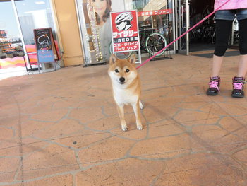 ペットショップ、プーキーへ