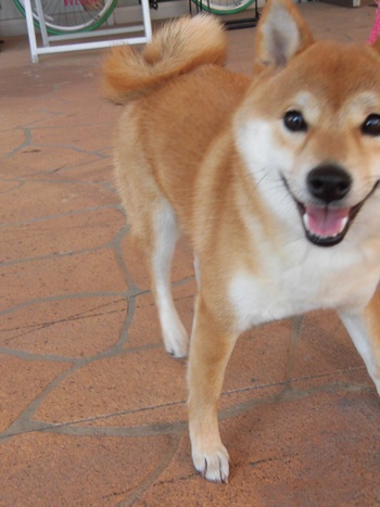 ペットショップ行こうと
