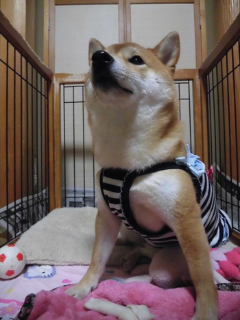 ね、ねむくて（〃д〃）