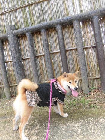 アップの写真