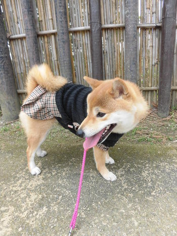 アップの写真