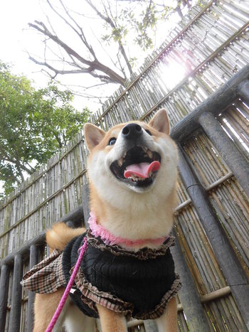 アップの写真