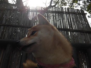 アップの写真