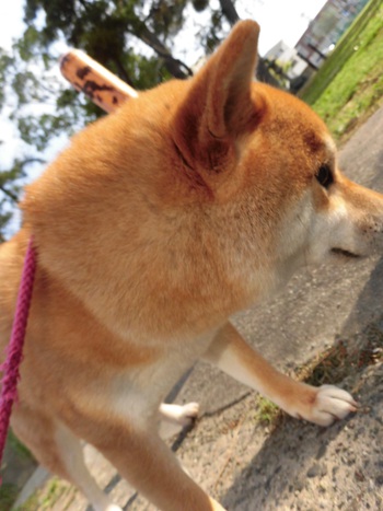 りりしいかな(●￣(ｴ)￣●)