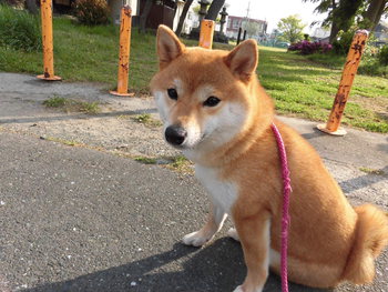 りりしいかな(●￣(ｴ)￣●)