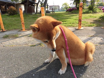 りりしいかな(●￣(ｴ)￣●)