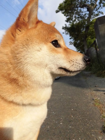 りりしいかな(●￣(ｴ)￣●)