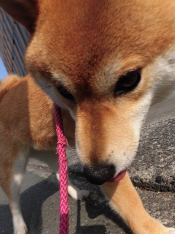 りりしいかな(●￣(ｴ)￣●)