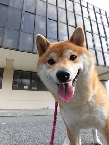 スマイル