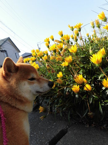 柴犬人口