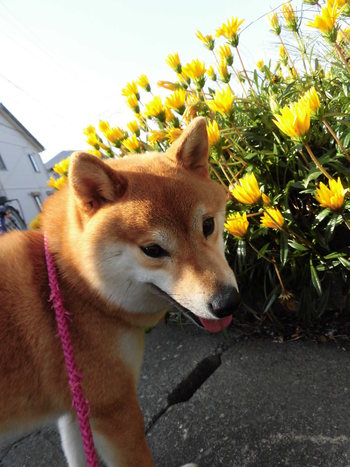 柴犬人口