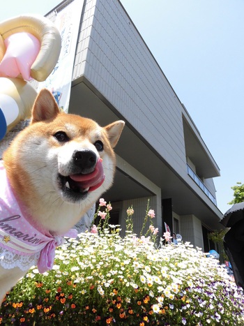 ふれあいフェスティバルマイホームセンターへ