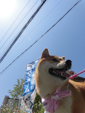 ふれあいフェスティバル続き