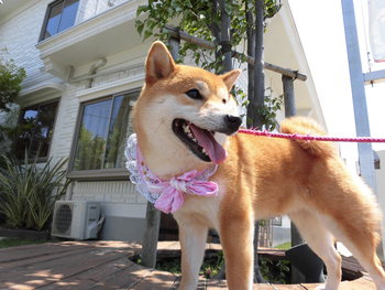 ふれあいフェスティバル続き