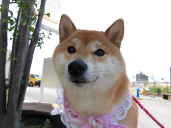 ふれあいフェスティバル続き