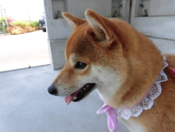 ふれあいフェスティバル続き