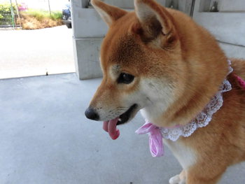 ふれあいフェスティバル続き