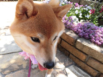 ふれあいフェスティバル続き