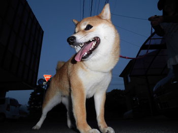 久々のブログです
